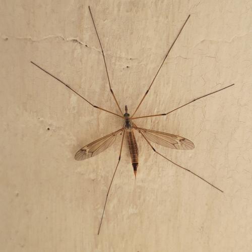 Réf. 356 756 : Tipula sp.